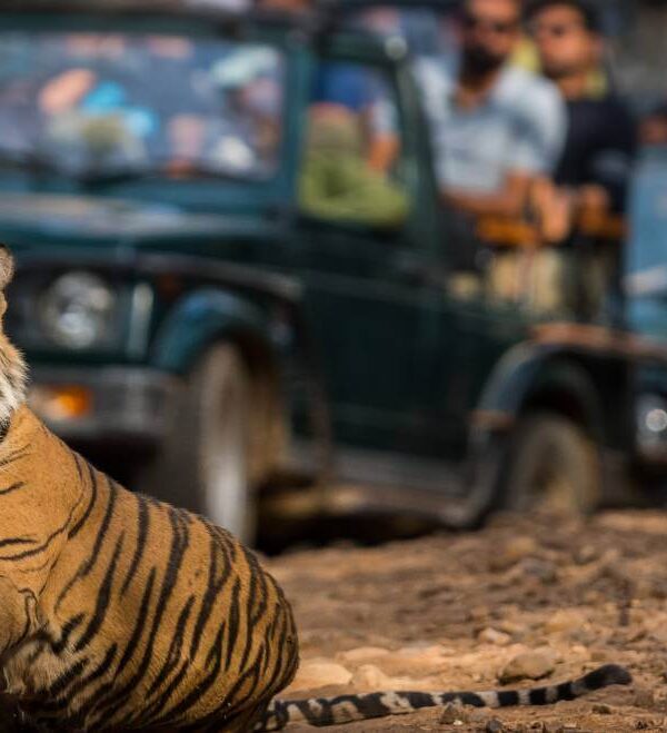 Best-Places-for-Rajasthan-Wildlife-Jungle-Safari